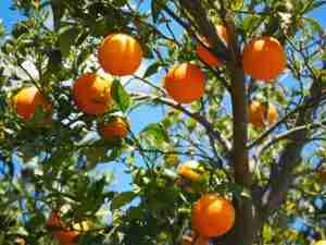 CAL EN LA INDUSTRIA ALIMENTICIA 17 oranges 1117628 1920